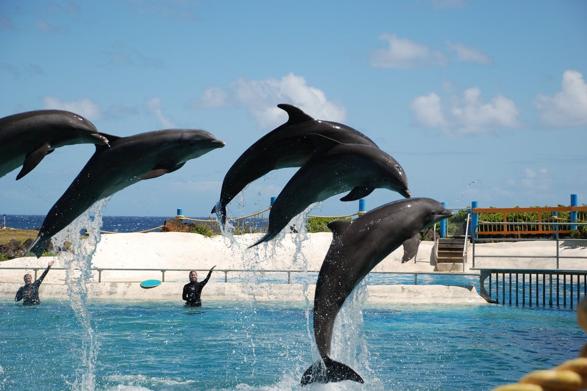 Sea Life Park Hawaii - Gallery Image 1